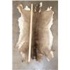 Image 2 : WHITETAIL DEER Hide or Pelt