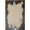Image 3 : WHITETAIL DEER Hide or Pelt