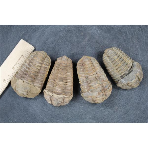 (4) Trilobite "Diacalymene" FOSSILS from Morocco (ONE$)