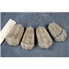 Image 1 : (4) Trilobite "Diacalymene" FOSSILS from Morocco (ONE$)