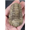 Image 2 : (4) Trilobite "Diacalymene" FOSSILS from Morocco (ONE$)