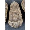 Image 3 : (4) Trilobite "Diacalymene" FOSSILS from Morocco (ONE$)