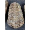 Image 4 : (4) Trilobite "Diacalymene" FOSSILS from Morocco (ONE$)