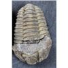 Image 5 : (4) Trilobite "Diacalymene" FOSSILS from Morocco (ONE$)