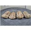 Image 6 : (4) Trilobite "Diacalymene" FOSSILS from Morocco (ONE$)