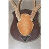 Image 10 : (4) WHITETAIL DEER Antler Racks on Wooden Plaques (ONE$)