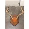 Image 11 : (4) WHITETAIL DEER Antler Racks on Wooden Plaques (ONE$)