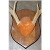 Image 13 : (4) WHITETAIL DEER Antler Racks on Wooden Plaques (ONE$)