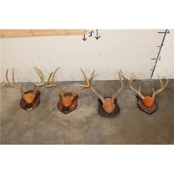 (4) WHITETAIL DEER Antler Racks on Wooden Plaques (ONE$)