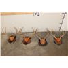 Image 1 : (4) WHITETAIL DEER Antler Racks on Wooden Plaques (ONE$)