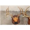 Image 2 : (4) WHITETAIL DEER Antler Racks on Wooden Plaques (ONE$)