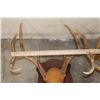 Image 3 : (4) WHITETAIL DEER Antler Racks on Wooden Plaques (ONE$)