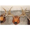 Image 5 : (4) WHITETAIL DEER Antler Racks on Wooden Plaques (ONE$)