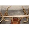 Image 6 : (4) WHITETAIL DEER Antler Racks on Wooden Plaques (ONE$)