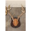 Image 8 : (4) WHITETAIL DEER Antler Racks on Wooden Plaques (ONE$)