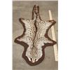 Image 2 : SPOTTED GENET CAT Hide Rug with Brown Felted Backing