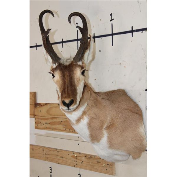 PRONGHORN Shoulder Mount