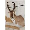 Image 1 : PRONGHORN Shoulder Mount