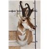 Image 2 : PRONGHORN Shoulder Mount