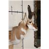 Image 3 : PRONGHORN Shoulder Mount