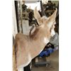 Image 4 : PRONGHORN Shoulder Mount