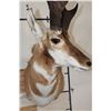 Image 5 : PRONGHORN Shoulder Mount