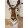 Image 6 : PRONGHORN Shoulder Mount