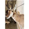 Image 7 : PRONGHORN Shoulder Mount