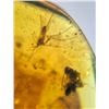 Image 10 : (10) Pieces of Authentic Myanmar Fossil AMBER Plant Resin with Insect and Plant Inclusions (ONE$)