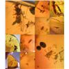 Image 2 : (10) Pieces of Authentic Myanmar Fossil AMBER Plant Resin with Insect and Plant Inclusions (ONE$)