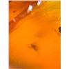 Image 8 : (10) Pieces of Authentic Myanmar Fossil AMBER Plant Resin with Insect and Plant Inclusions (ONE$)