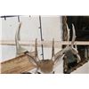 Image 10 : 11-Point WHITETAIL DEER Shoulder Mount with a Drop Tine on a Wooden Plaque