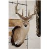 Image 1 : 11-Point WHITETAIL DEER Shoulder Mount with a Drop Tine on a Wooden Plaque