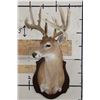 Image 2 : 11-Point WHITETAIL DEER Shoulder Mount with a Drop Tine on a Wooden Plaque
