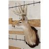 Image 3 : 11-Point WHITETAIL DEER Shoulder Mount with a Drop Tine on a Wooden Plaque