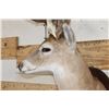 Image 4 : 11-Point WHITETAIL DEER Shoulder Mount with a Drop Tine on a Wooden Plaque