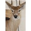 Image 5 : 11-Point WHITETAIL DEER Shoulder Mount with a Drop Tine on a Wooden Plaque