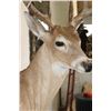 Image 6 : 11-Point WHITETAIL DEER Shoulder Mount with a Drop Tine on a Wooden Plaque
