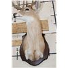 Image 7 : 11-Point WHITETAIL DEER Shoulder Mount with a Drop Tine on a Wooden Plaque