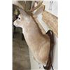 Image 8 : 11-Point WHITETAIL DEER Shoulder Mount with a Drop Tine on a Wooden Plaque
