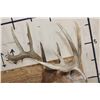 Image 9 : 11-Point WHITETAIL DEER Shoulder Mount with a Drop Tine on a Wooden Plaque
