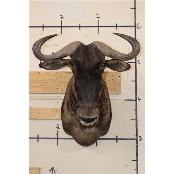 BLUE WILDEBEEST Shoulder Mount