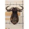 Image 1 : BLUE WILDEBEEST Shoulder Mount