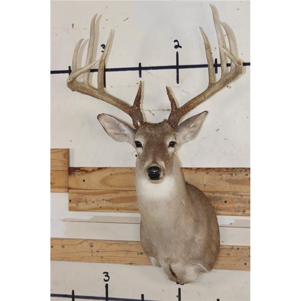 Big 12-Point WHITETAIL DEER Shoulder Mount