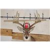 Image 2 : Big 12-Point WHITETAIL DEER Shoulder Mount