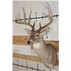 Image 3 : Big 12-Point WHITETAIL DEER Shoulder Mount
