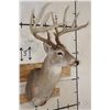 Image 4 : Big 12-Point WHITETAIL DEER Shoulder Mount
