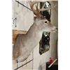 Image 5 : Big 12-Point WHITETAIL DEER Shoulder Mount