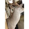 Image 6 : Big 12-Point WHITETAIL DEER Shoulder Mount