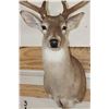Image 7 : Big 12-Point WHITETAIL DEER Shoulder Mount